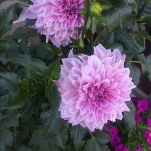 Meet your Posher, Mary